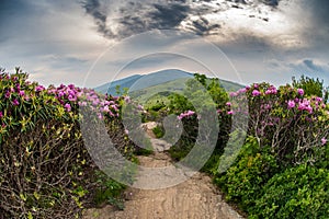 Appalachian Trail Descends Jane Bald Through Rhododendron