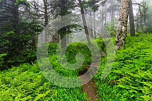 Appalachian Trail, Great smoky Mountains