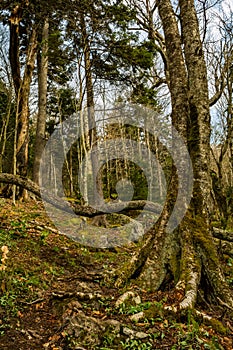 Appalachian Trail on Mount Rogers mountain in Virginia