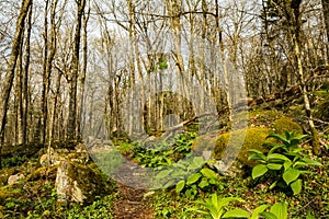 Appalachian Trail on Mount Rogers mountain in Virginia