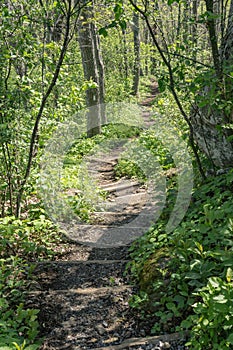 Appalachian Trail in the Mountains