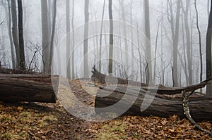 Appalachian Trail path