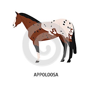 Appalloosa breed horse flat vector illustration. American equine with forelock, pedigree hoss. Equestrian sport, riding