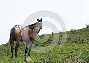 Appaloosa