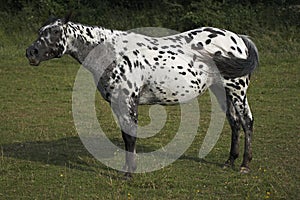 APPALOOSA