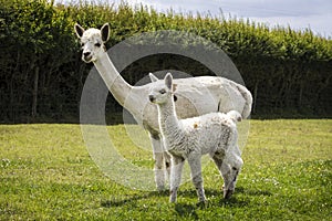 Appaloosa alpaca baby with mother on the farm