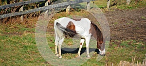 The Appaloosa is an American horse breed