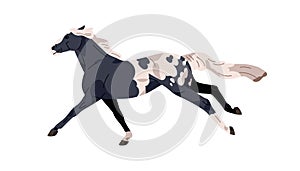 Appaloosa breed horse. Stallion galloping, spotty equine animal running fast. Spotted steed, racehorse in motion, action