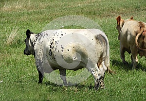 Speckle Park cow walks away towards field photo