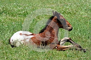 Appaloosa Colt