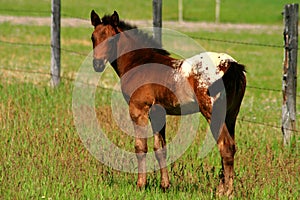 Appaloosa Colt 2