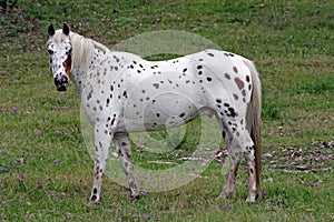 Appaloosa facing left