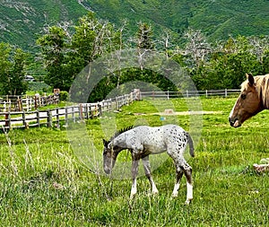 Appaloosa foal alongside its mother on a lush green farm, with a fence in the background