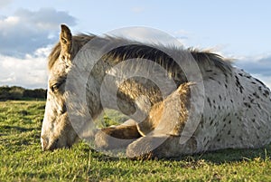 Appaloosa foal resting photo