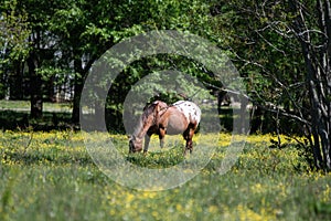 Appaloosa gelding grazing