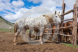 Appaloosa horse