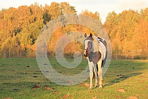 Appaloosa Horse