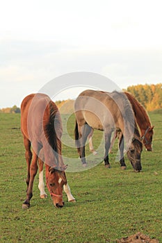 Appaloosa Horse