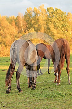 Appaloosa Horse