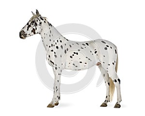 Appaloosa horse