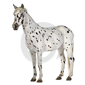 Appaloosa horse photo