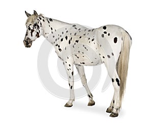 Appaloosa horse photo