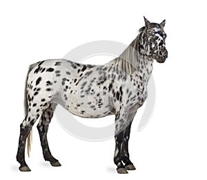 Appaloosa horse photo