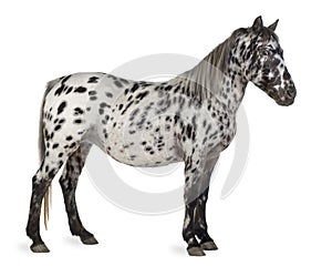 Appaloosa horse