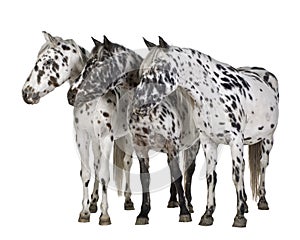 Appaloosa horse photo