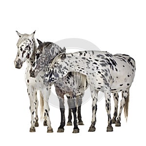 Appaloosa horse