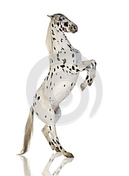 Appaloosa horse