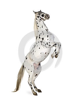 Appaloosa horse