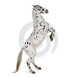 Appaloosa horse photo