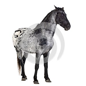 Appaloosa horse