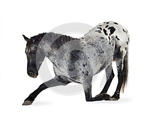 Appaloosa horse img