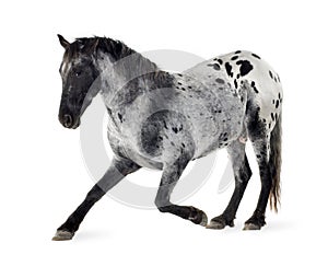 Appaloosa horse photo