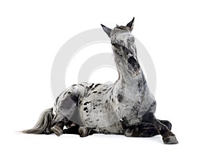 Appaloosa horse photo