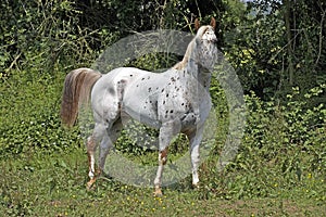 Appaloosa Horse, Adult