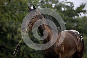 Appaloosa Horse, Adult eating Grass