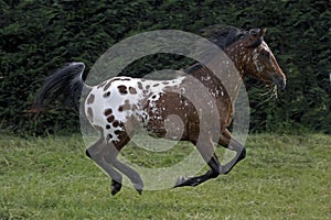 Appaloosa Horse, Adult Galloping through Meadow