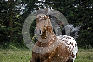 Appaloosa Horse, Adult standing in Paddock with Grass in Mouth