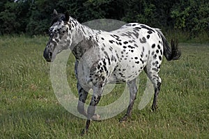 Appaloosa Horse, Adult Trotting through Meadow