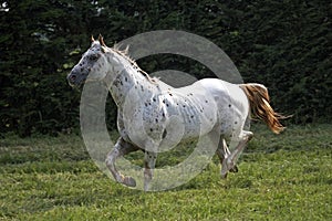 Appaloosa Horse, Adult Trotting in Paddock