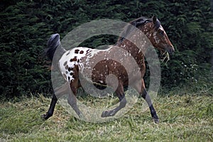 Appaloosa Horse, Adult Trotting in Paddock with Grass in Mouth