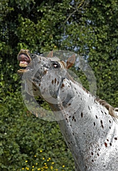 Appaloosa Horse, Adult Whinnying