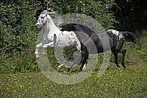 Appaloosa Horse, Adults Galloping through Meadow