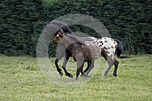 Appaloosa Horse, Adults Playing in Paddock