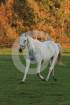 Appaloosa Horse photo