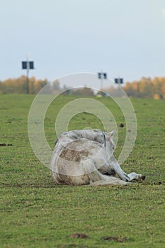 Appaloosa Horse photo