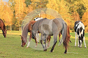 Appaloosa Horse photo